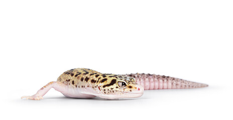 Beautiful Mack Snow Eclipse colored  Eublepharis macularius or Leopard Gecko, standing side ways....