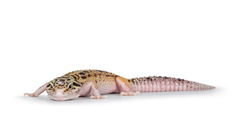 Beautiful Mack Snow Eclipse colored  Eublepharis macularius or Leopard Gecko, standing side ways. Isolated on a white background. Looking beside camera.