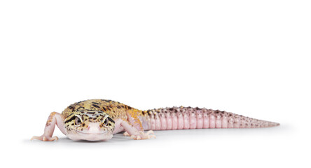 Beautiful Mack Snow Eclipse colored  Eublepharis macularius or Leopard Gecko, standing side ways. Isolated on a white background. Head turned to the camera showing both eyes.