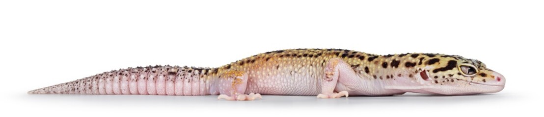 Beautiful Mack Snow Eclipse colored  Eublepharis macularius or Leopard Gecko, standing side ways. Isolated on a white background. Looking straight ahead showing profile.