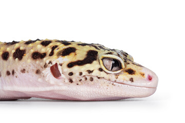 Head shot of beautiful Mack Snow Eclipse colored Eublepharis macularius or Leopard Gecko, standing side ways. Isolated on a white background. Looking straight ahead showing profile.