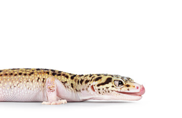Head shot of beautiful Mack Snow Eclipse colored  Eublepharis macularius or Leopard Gecko, standing side ways. Isolated on a white background. Looking straight ahead showing profile and tongue out lic