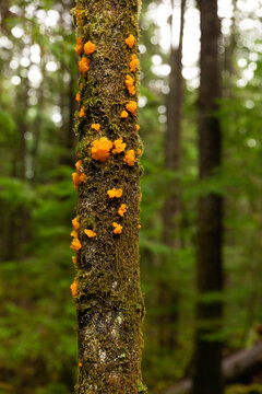 Witches butter mushroom on a mossy tree. Tremella mesenterica.