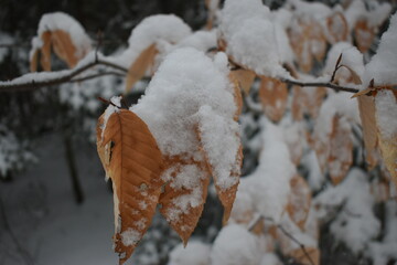 Mont Ham 2 Au 8 Janvier 2022