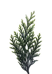 The branch of Thuja is Western. Medicinal plant. Isolated on a white background. High quality photo