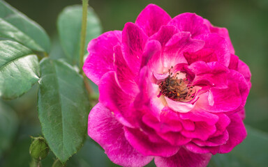 bee on pink flower - Powered by Adobe
