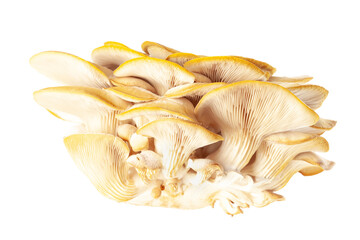 oyster mushroom close up isolated on white background