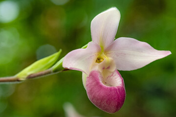 pink orchid tulip flower