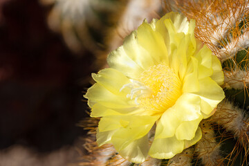 focused stacked yellow cactus flower from the side