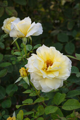 White flowers in green garden