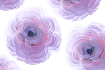 Fototapeta na wymiar A large purple ranunculus flower on a white background.Isolated Asian buttercup on a perfectly white background. Layout for a design with space to copy. High quality photo