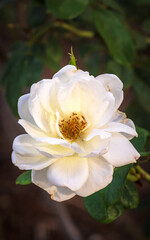White flower garden shot