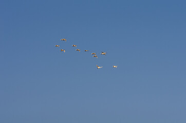 A flock of swans in the morning blue sky.