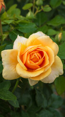 Orange Rose close up
