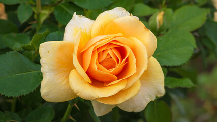 Orange Rose close up