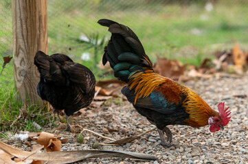 rooster in the farm