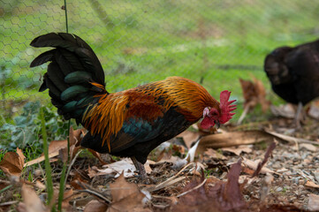 rooster in the farm