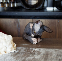 a bald sphinx cat plays with food with its paws on the kitchen table.