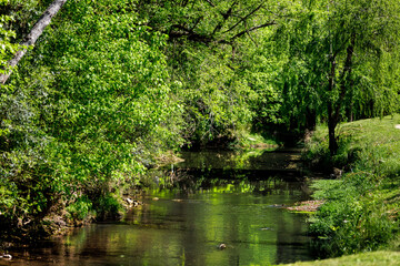 Fototapeta na wymiar Stream surrounded by foliage on sunny day