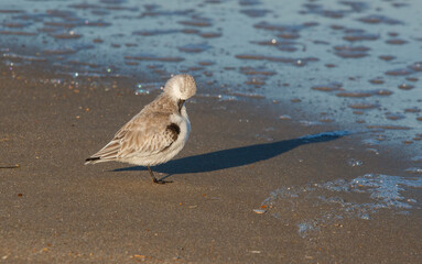Shorebirds on Atlantic beach shore