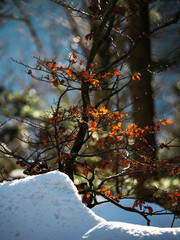 Beautiful snowy forest in the Vosges mountains.