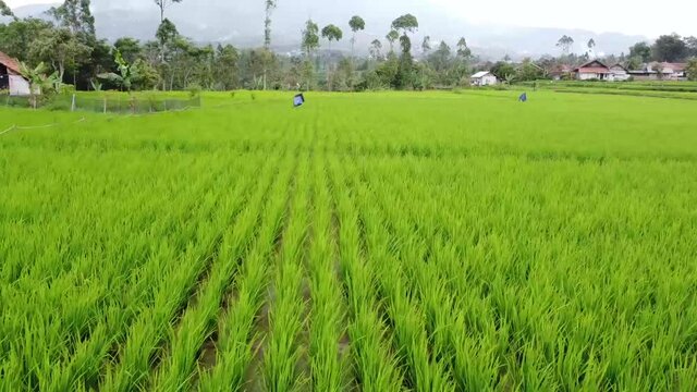 farmer fertilizel to young green rice field.Aerial view from flying drone,