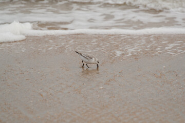 Shorebirds on Atlantic beach shore