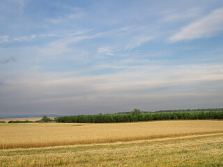 Fototapeta na wymiar Beautiful blue sky and yellow field. Summer is leaving, autumn is coming soon.