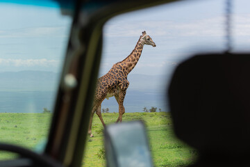 Passing giraffe