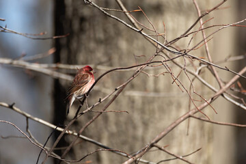 Finch