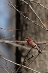 Finch
