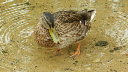 Duck swims in clear water