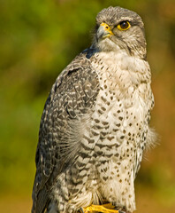 Mature Gryfalcon  portrait