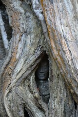Buddha sculpture carved into the roots of a jungle tree overgrowing mystic Ta Prohm temple (vertical image), Siem Reap, Cambodia

