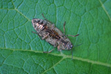 one black dead beetle lies on its back on a green leaf of a plant