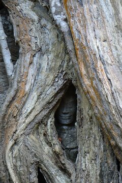 Buddha sculpture carved into the roots of a jungle tree overgrowing mystic Ta Prohm temple (vertical image), Siem Reap, Cambodia
