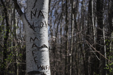 tree trunk in a forest