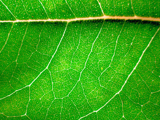 Eucaliptos, hoja verde, verde, nervosidad, nervios de hoja