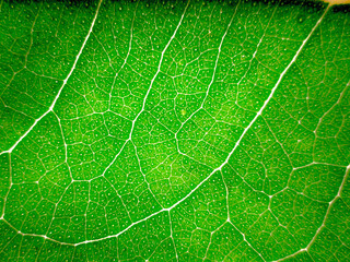 Eucaliptos, hoja verde, verde, nervosidad, nervios de hoja
