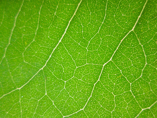Eucaliptos, hoja verde, verde, nervosidad, nervios de hoja