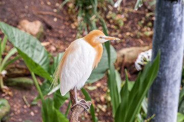 Close up of Eastern Cattle Egret, Bubulcus coromandus, standing on a branch in Australia biotope