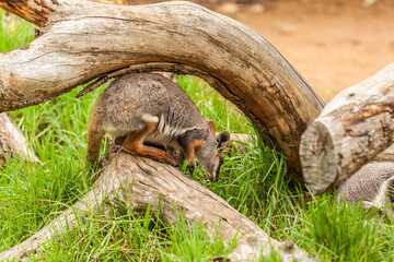 Yellow-footed rock-wallaby, Petrogale xanthopus, walking foraging on fore and hind legs on a...