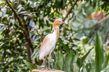 Close up of Eastern Cattle Egret, Bubulcus coromandus, standing on a boulder in Australia biotope