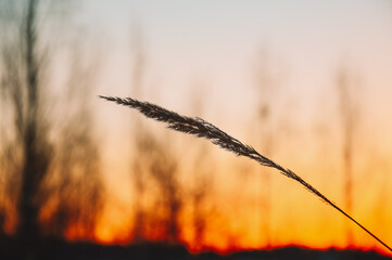 Sunset in the field. Dry grass against the background of the setting sun and golden clouds. Calm and serenity. Natural natural background. Pattern and wallpaper. The beauty of wild nature. Winter