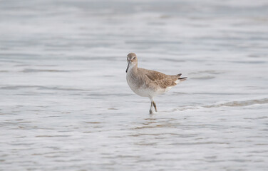 Willet sandpiper on ocean beach