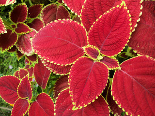 Cóleos, planta, verde, roja, hojas rojas