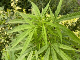 Marijuana Plant with Bud and Leaves Plants at outdoor Cannabis Farm, In door grow hemp. Medicinal indica with CBD. Young cannabis plant. Cannabis at the beginning of flowering.