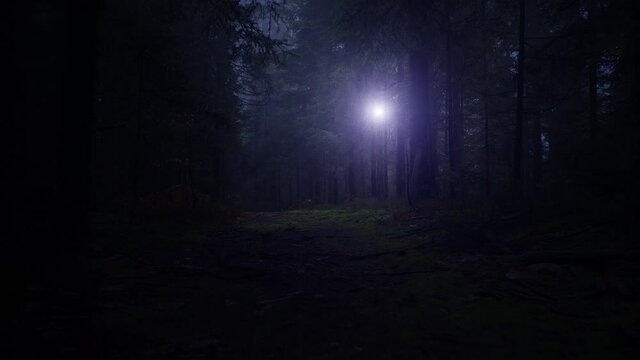 Shining light flying in dark mysterious enchanting fairy forest landscape path. 