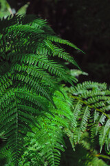 Fototapeta na wymiar Ferns in the forest