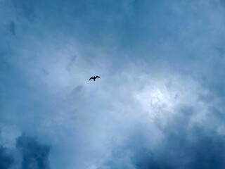 seagull flying in cloudy sky in Pomorie, Burgas Bay, Bulgaria.